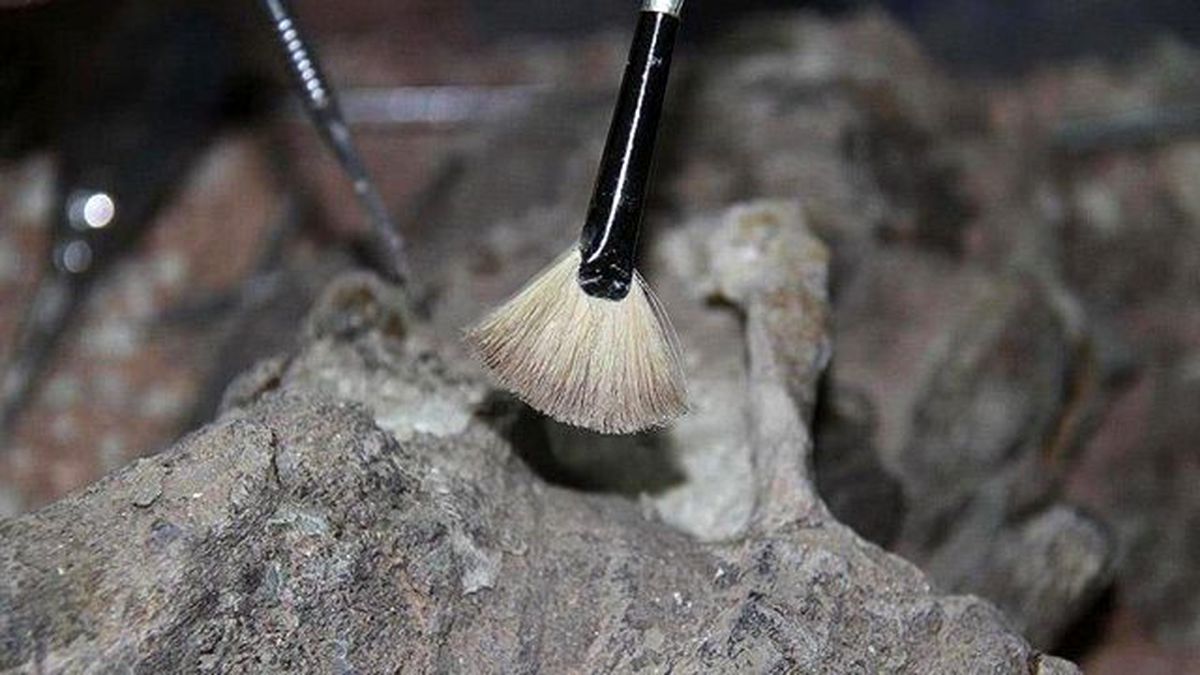 164 Milyon Yıl Öncesine Ait Bitki Fosili Bulundu