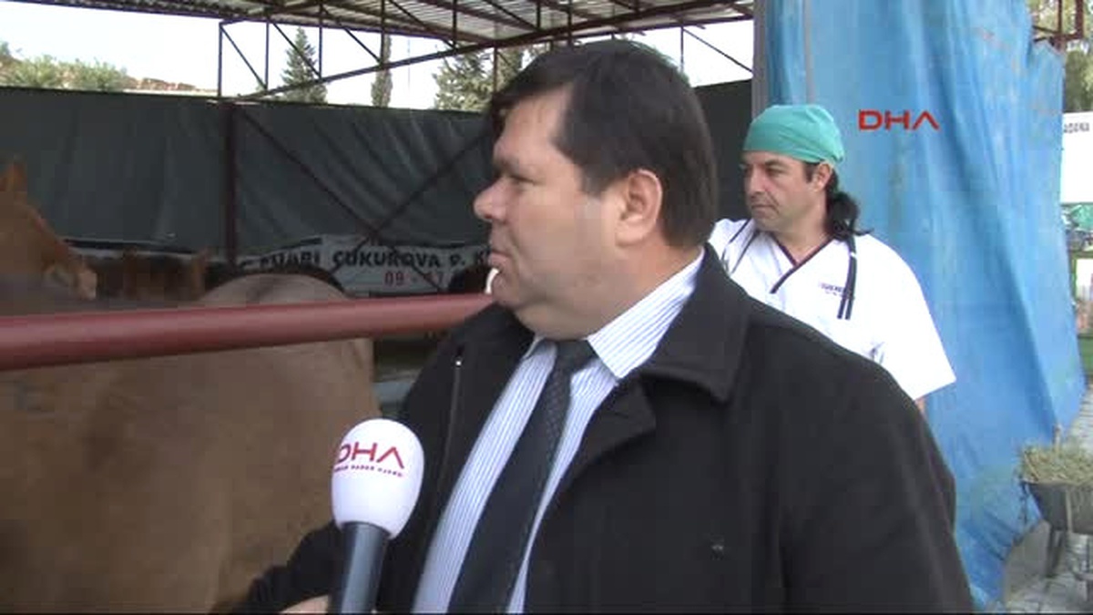 Adana Kesilmek Üzereyken Kurtarılan Atlar Barınakta