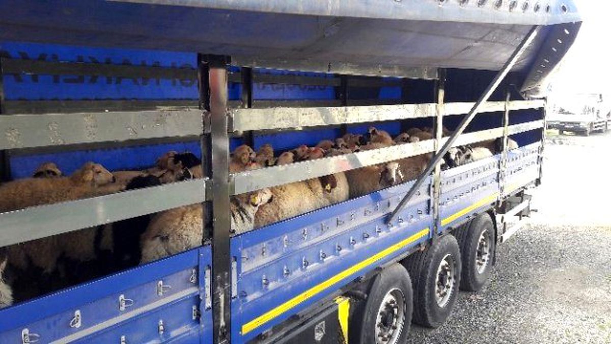 Hatay\'da 4 Tır Kaçak Hayvan Ele Geçirildi