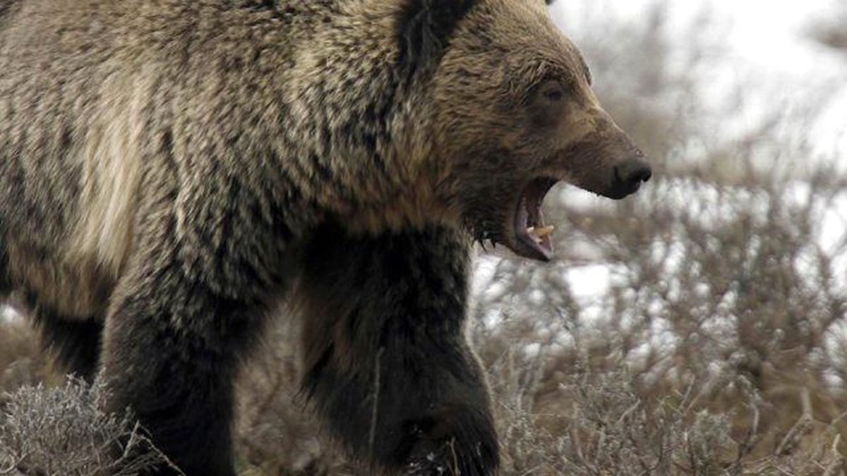 Rus Araştırmacılar Ayı Saldırısından Testereyle Kurtuldu