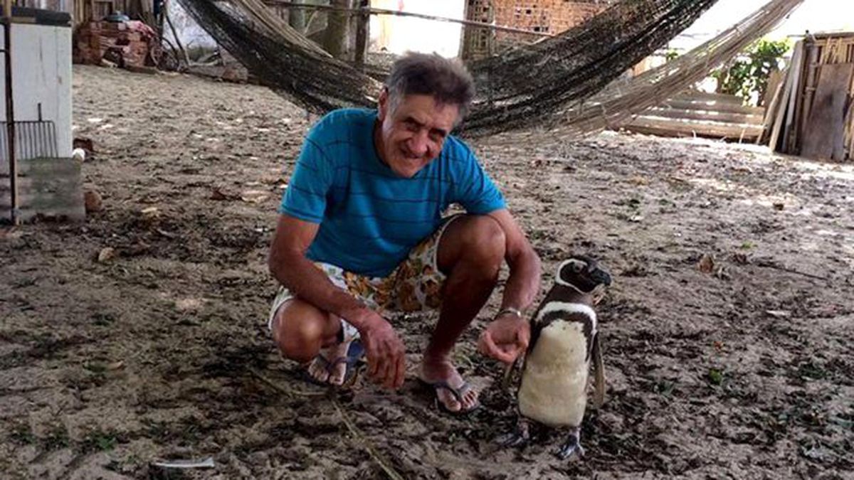 Yaşlı Balıkçı Pengueni Kendi Çocuğu Gibi Seviyor