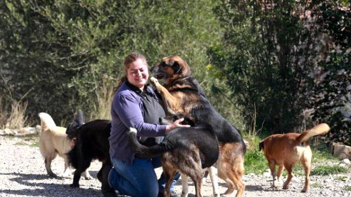 Hayvansever 300 Sokak Köpeğine Çocuğu Gibi Bakıyor