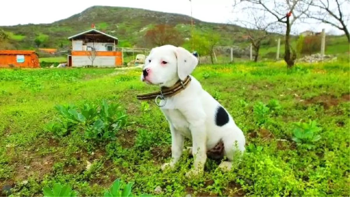 Bu Çiftlikteki Kedi, Köpek ve Horozlar Aynı Kaptan Yem Yiyor