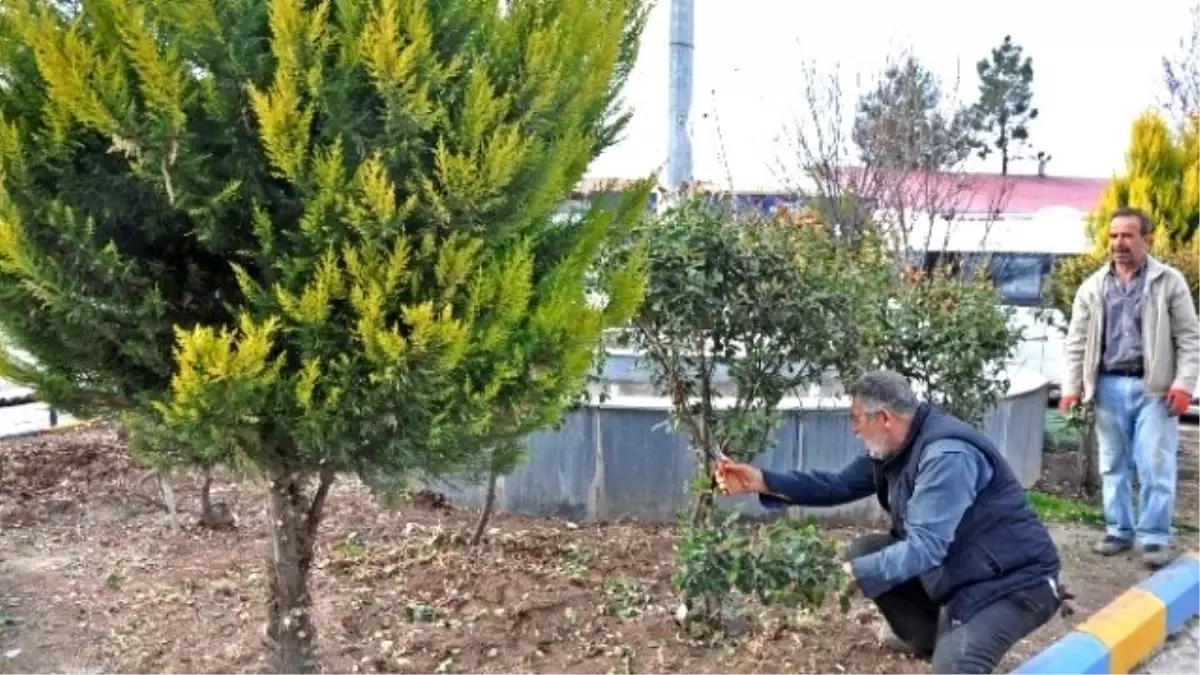 Gölbaşı İlçesinde Ağaçların Budama Sezonu Başladı