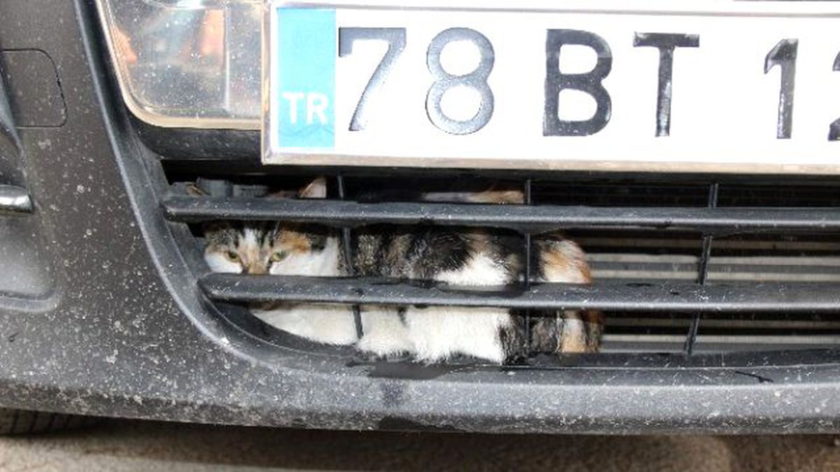 Karabük\'te Kedi Kurtarma Operasyonu