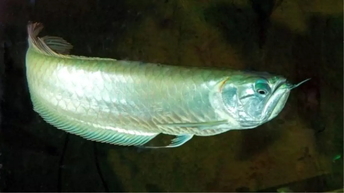 \'Katil Arowana\' Ziyaretçilerin İlgili Odağı