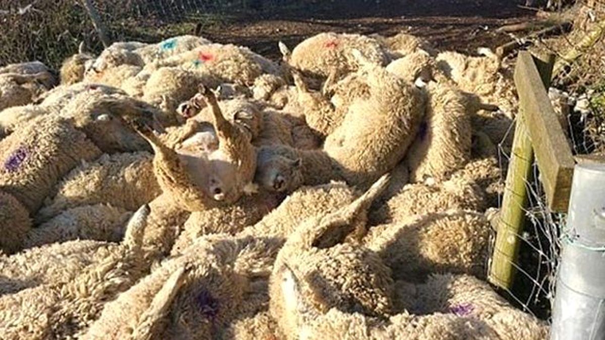Köpeklerin Kovaladığı 116 Koyun Şok Geçirip Öldü