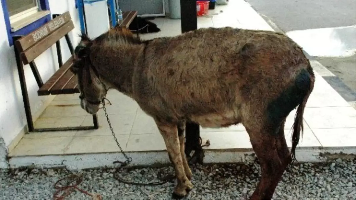 Köpeklerin Saldırdığı Eşeği Hayvan Sever Kadınlar Kurtardı