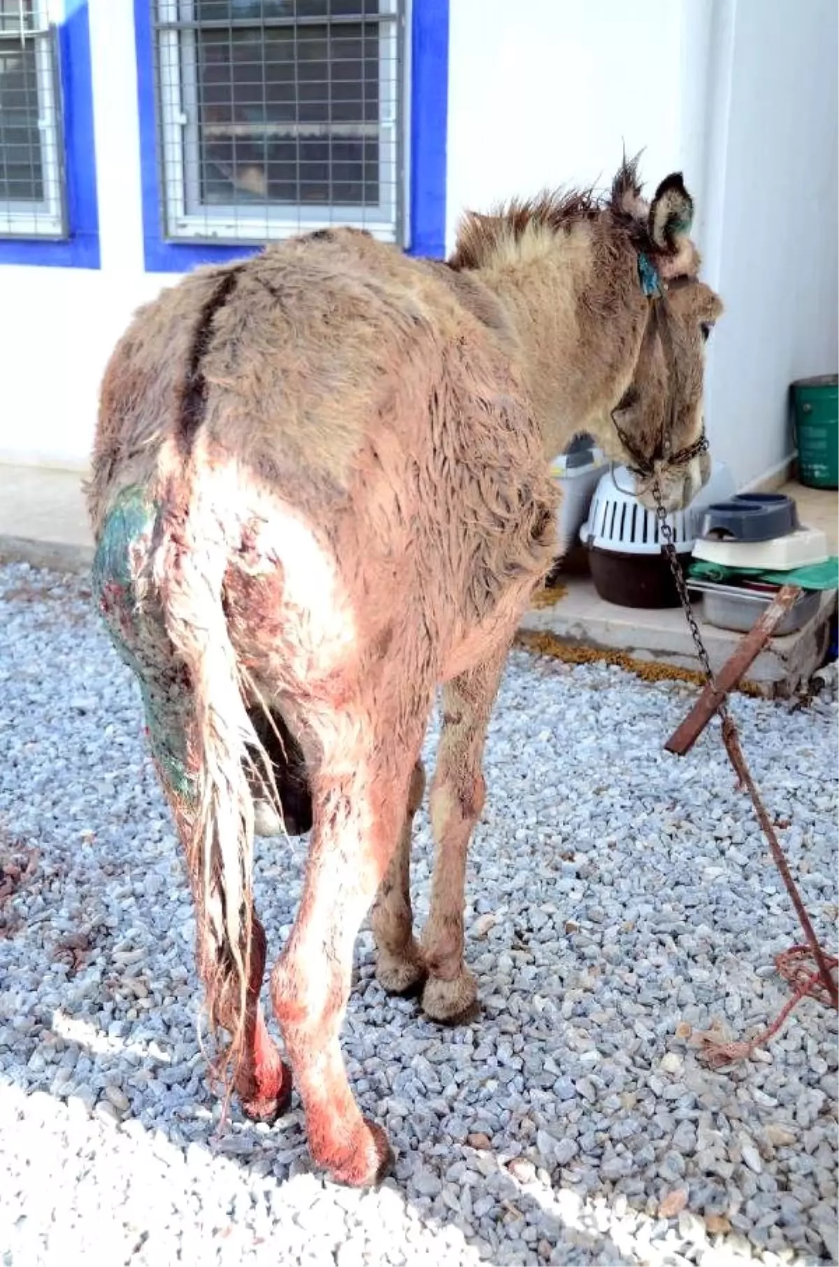 Köpeklerin Saldırdığı Eşiği Hayvanseverler Kurtardı