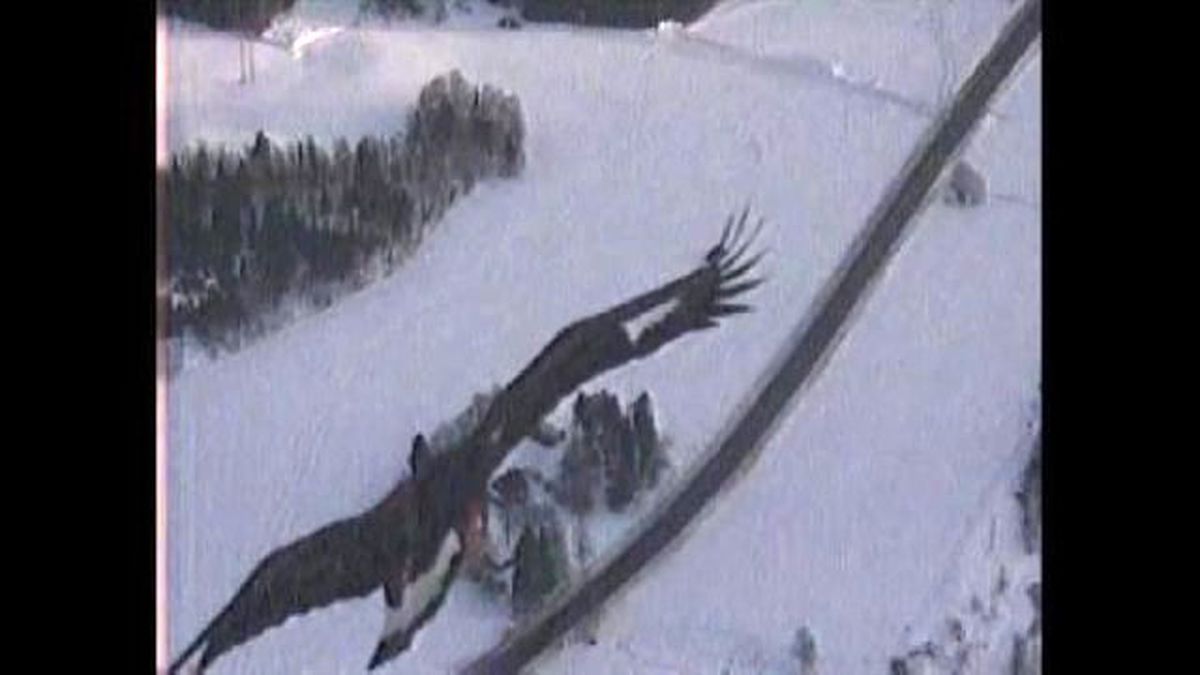 Norveç Kartalı NATO Dronunu Düşürdü