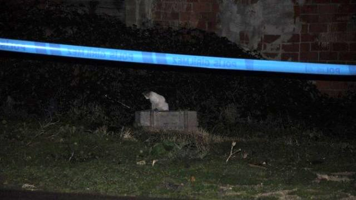 Patlatılan Mühimmat Sandığından Tavşan Çıktı