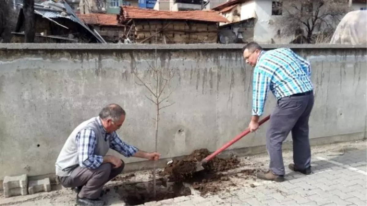 Şehitler Ortaokulu Bahçesine Fidan Dikildi