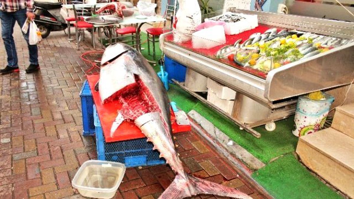 188 Kiloluk Orkinosun İçinden 20 Kilo Hamsi Çıktı
