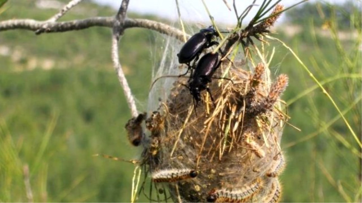 Çam Kese Böceği ile Biyolojik Mücadele Devam Ediyor