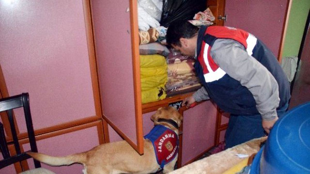Dedektör Köpekli Uyuşturucu Operasyonu