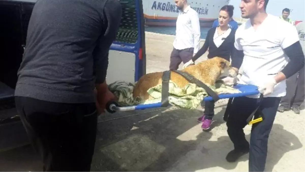 Denizde Boğulmak Üzere Olan Köpeği, Girne Üniversitesi Akademisyenleri Kurtardı