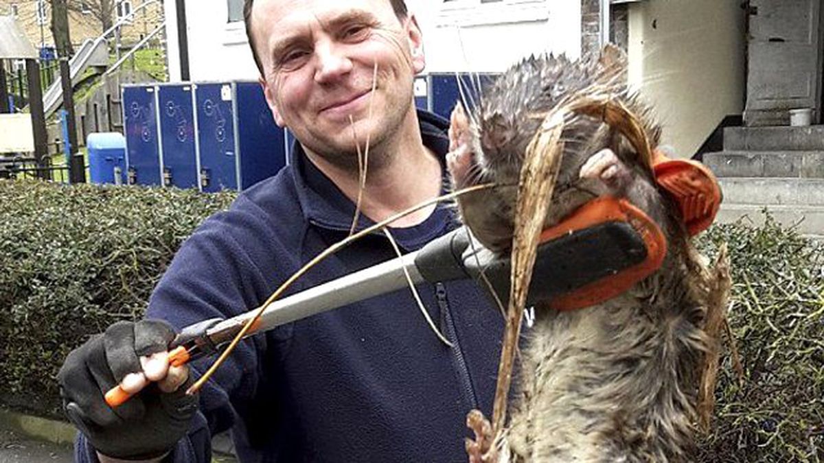 Dev Kemirgen Boyutuyla Görenleri Hayrete Düşürdü