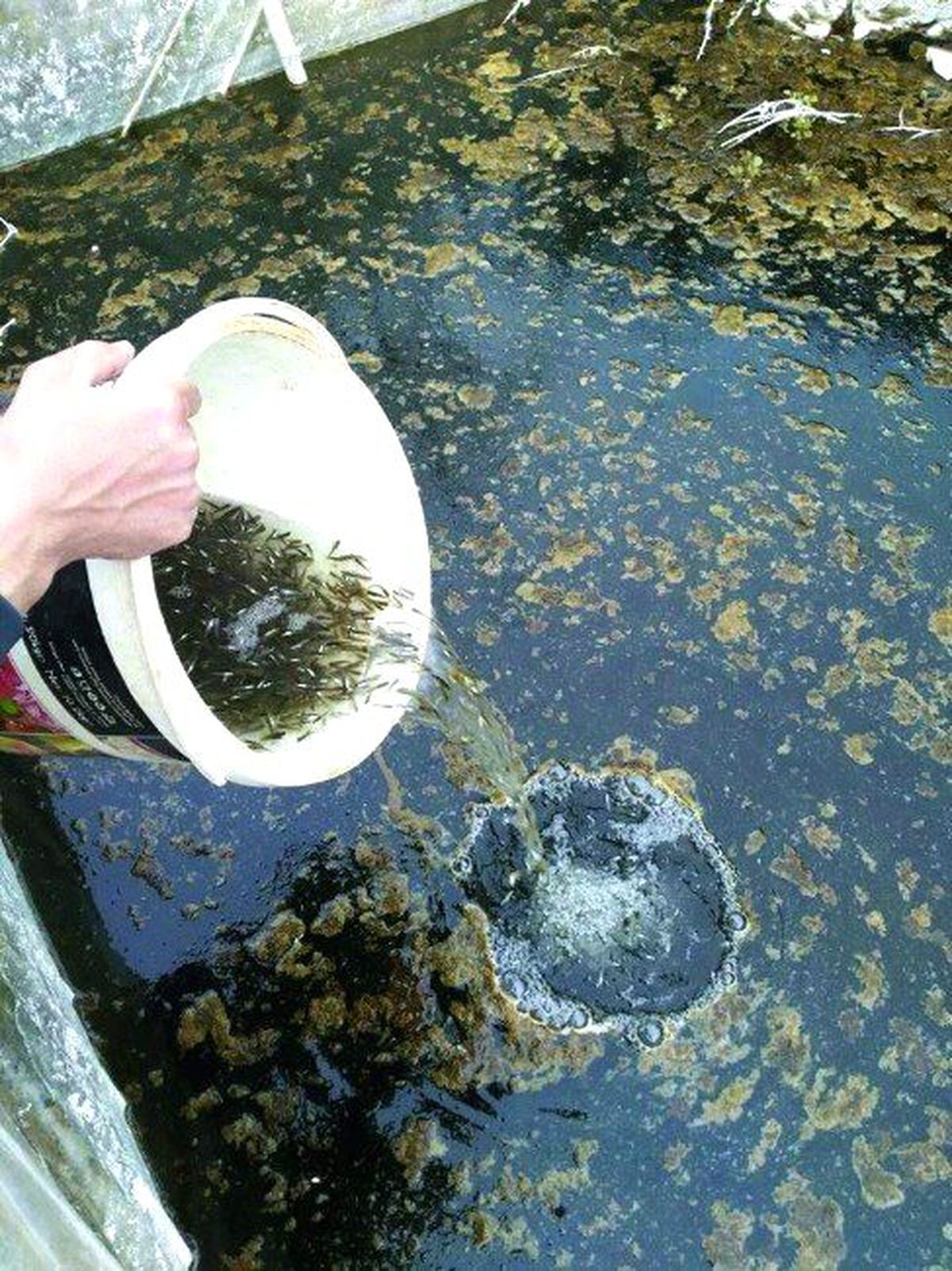 Gazipaşa\'da Sineğe Karşı Balıklı Mücadele