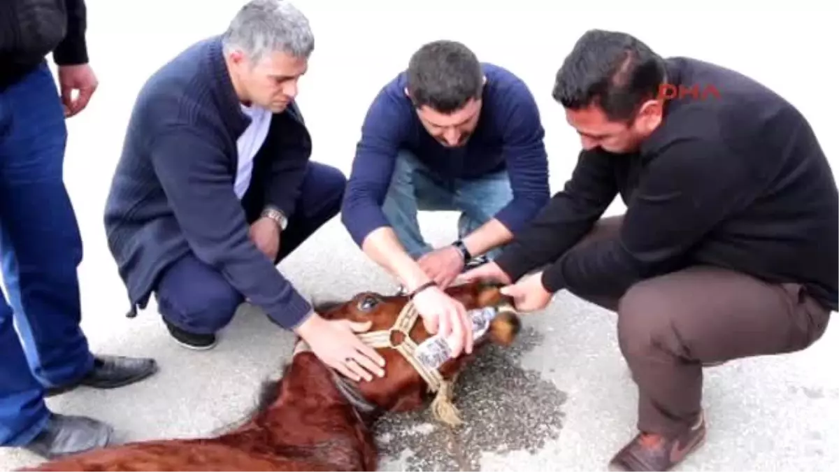 Erzincan Sahibinin Yol Ortasında Terk Edip Gittiği Ata Esnaf Müdahalesi