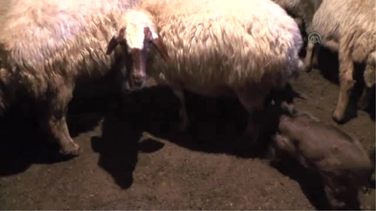 Koyunlar Oğlaklara Annelik Yapıyor