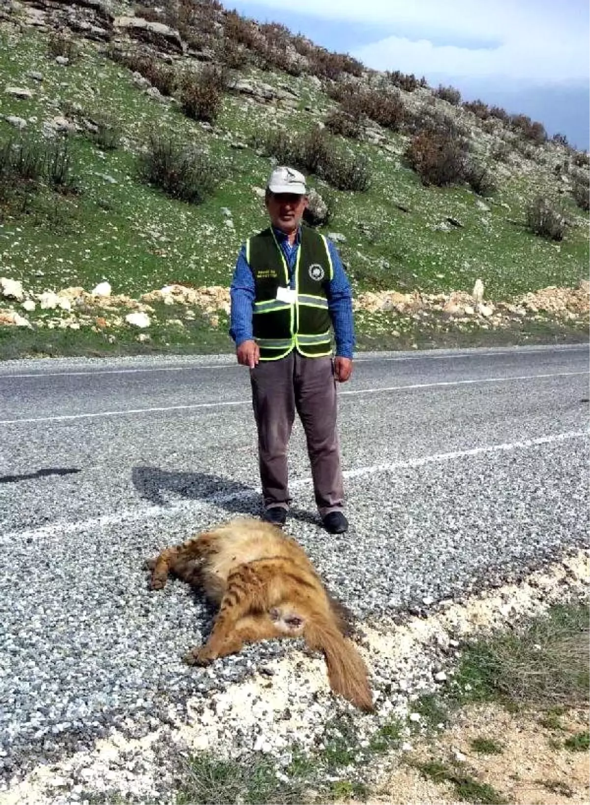 Silvan\'da Nesli Tükenmekte Olan Çizgili Sırtlana Otomobil Çarptı