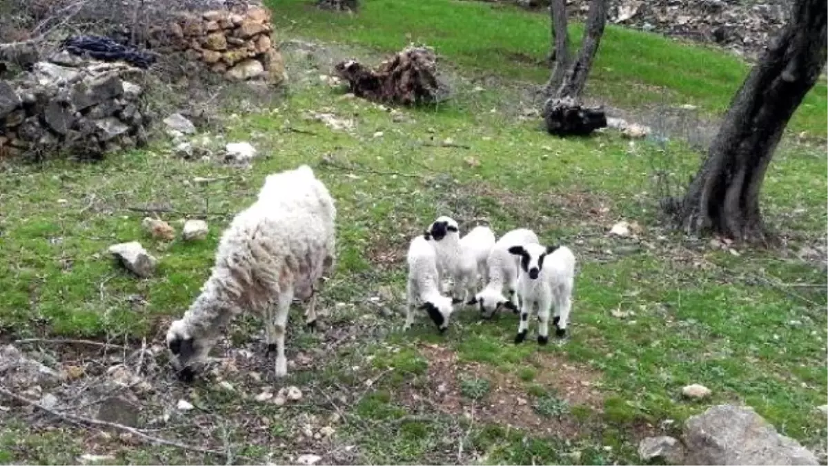 Beşiz Kuzulara \'Abla\' Sütü Desteği