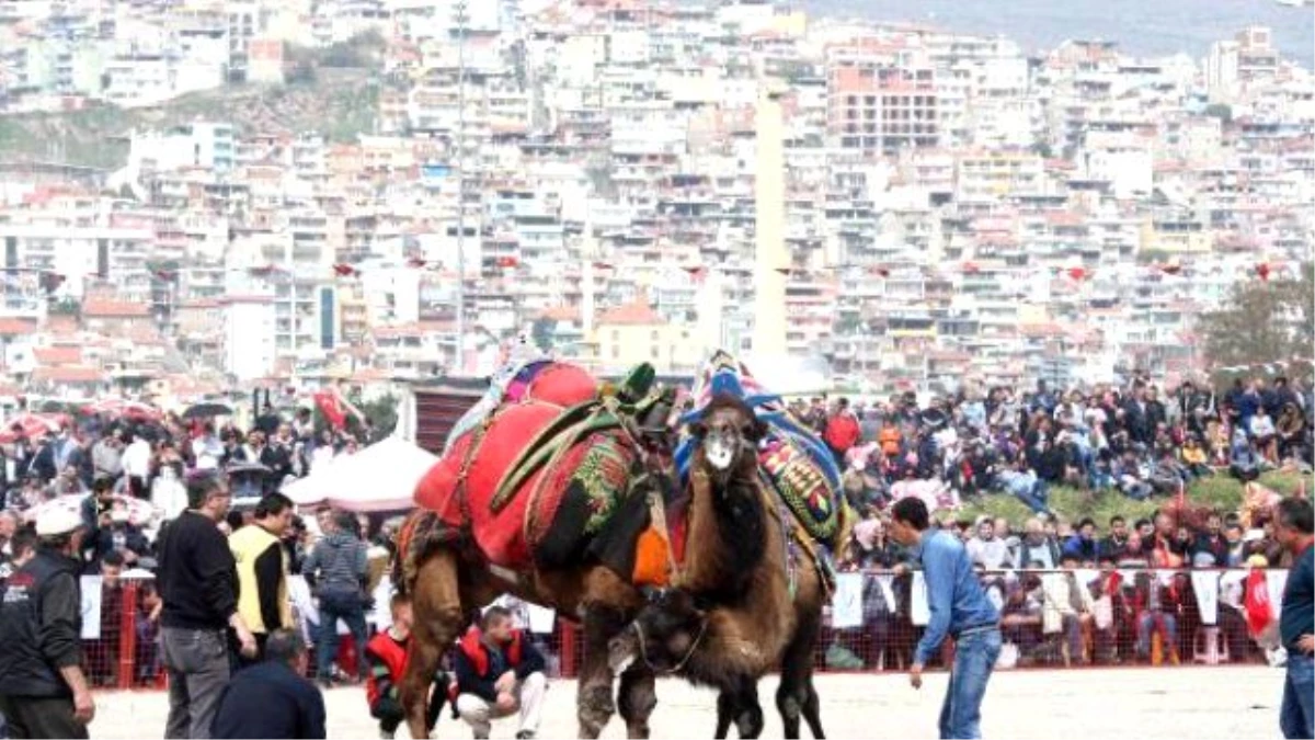 Binlerce Kişi, Deve Güreşi Festivalinde Buluştu