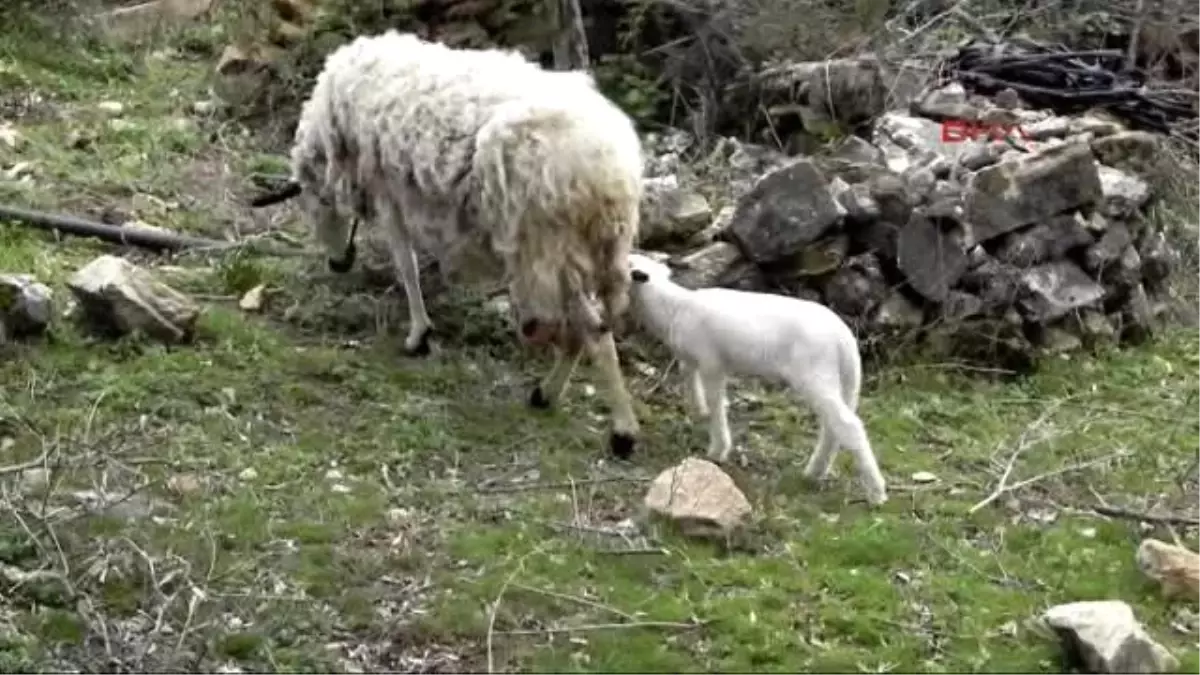 İzmir - Kuzulara Abla Sütü