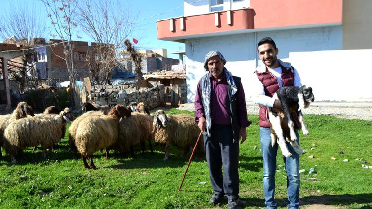 Mahalle Parkları Koyun Sürüleri İle Doldu