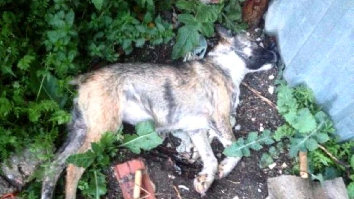 Manisa\'da 10 Köpek Zehirlenerek Katledildi