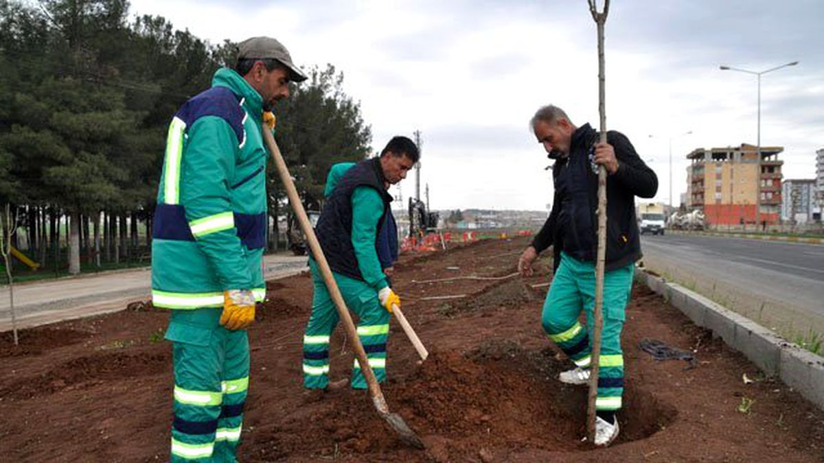 Siverek\'te 20 Bin Ağaç Toprakla Buluşacak