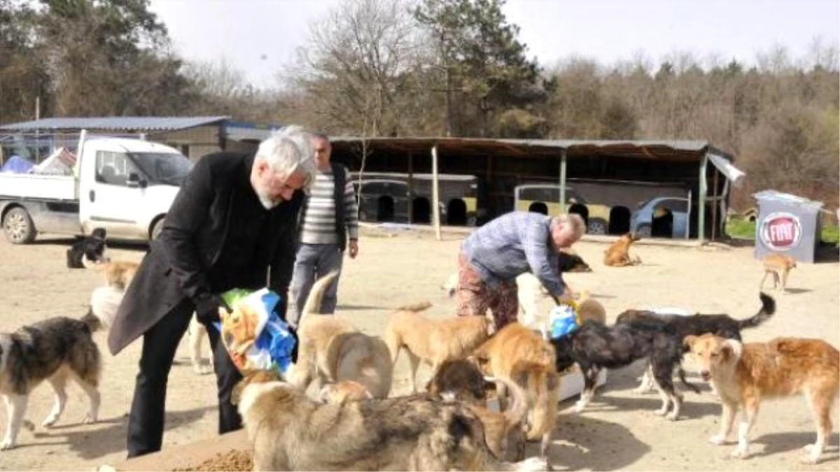 Yavru Köpek Sayesinde İntihardan Vazgeçti \'Hayvan Cenneti\'ni Kurdu