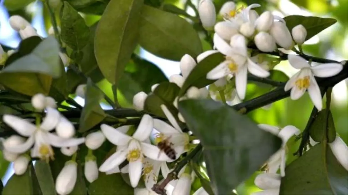 Adana, Narenciye Çiçeği Kokuyor