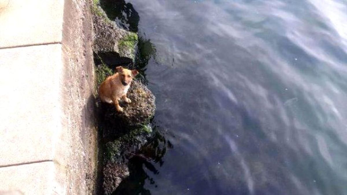 İtfaiye, Denizde Mahsur Kalan Köpeği Kurtardı