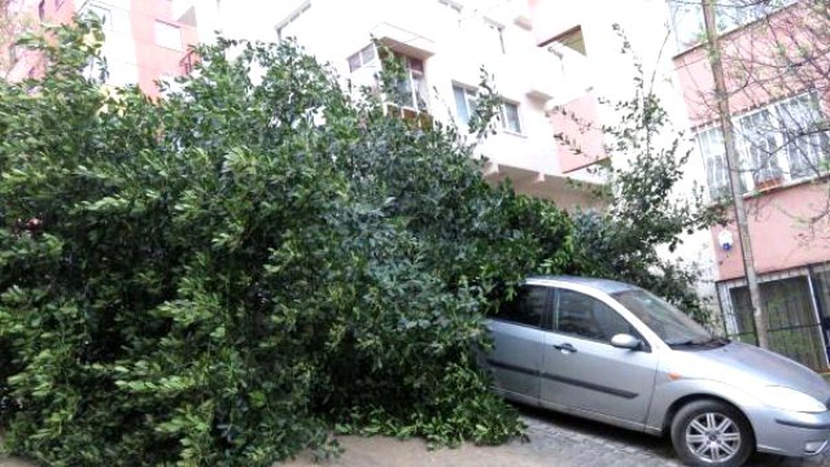Maltepe\'de Ağaç Devrildi, Yol Kapandı