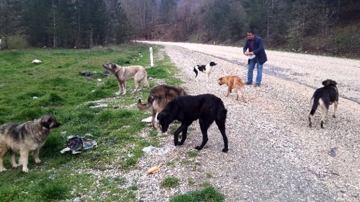 Orhaneli Yolundaki Köpeklere Sürücüler Sahip Çıkıyor