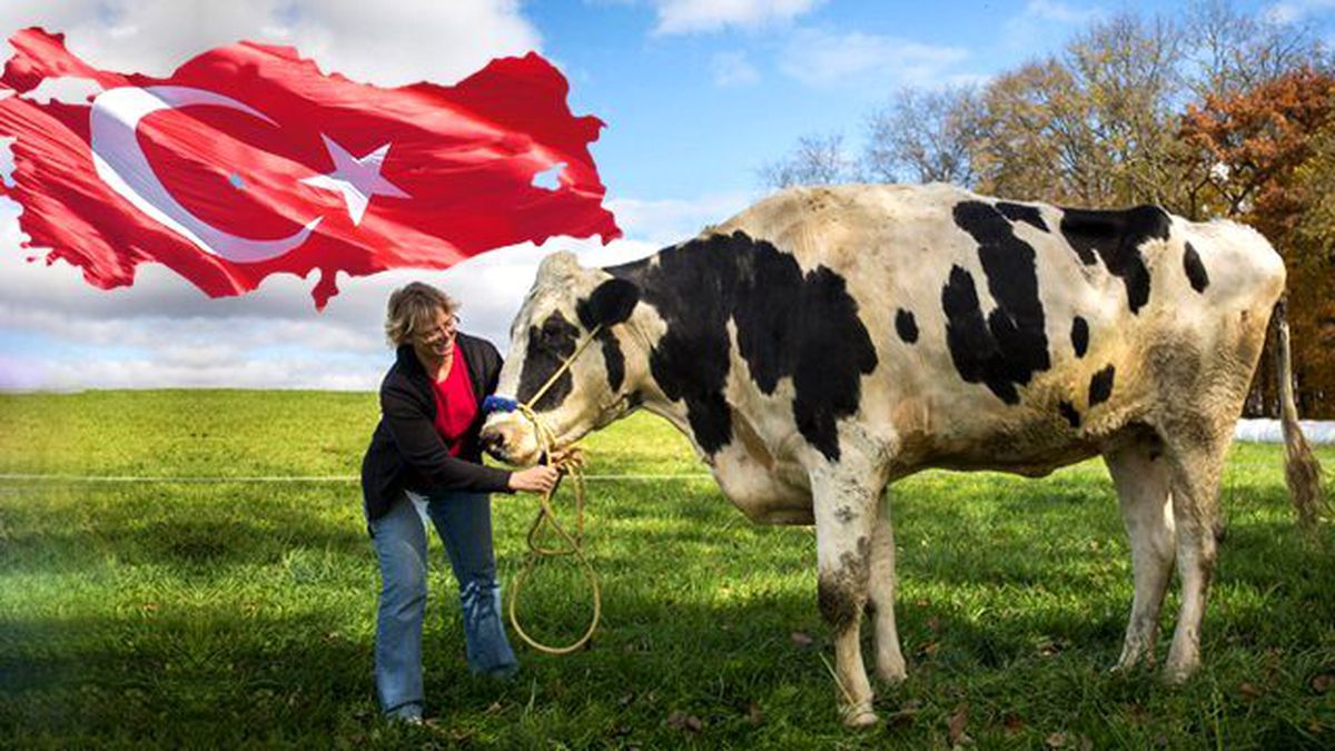 Yeni Hayvancılık Destek Paketi Hazır, Bugün Bakanlar Kuruluna Sunulacak