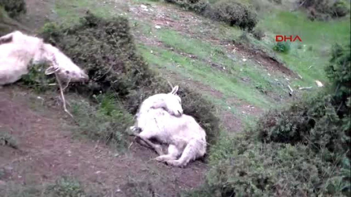 Zirai İlaçlı Ot Yiyen 31 Keçi Telef Oldu