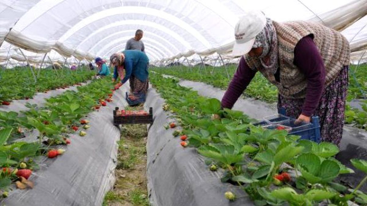 Beyaz Altın\' Yerini Çileğe Bıraktı