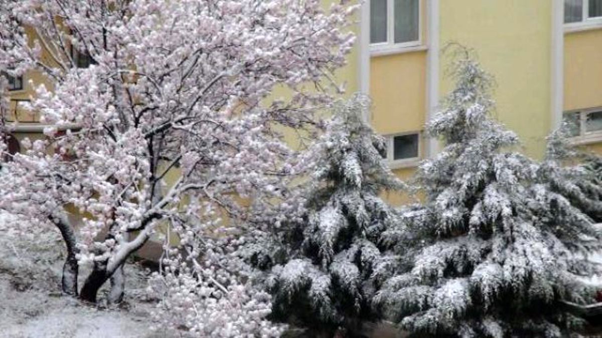 Çiçek Açan Ağaçlara Kar Yağdı