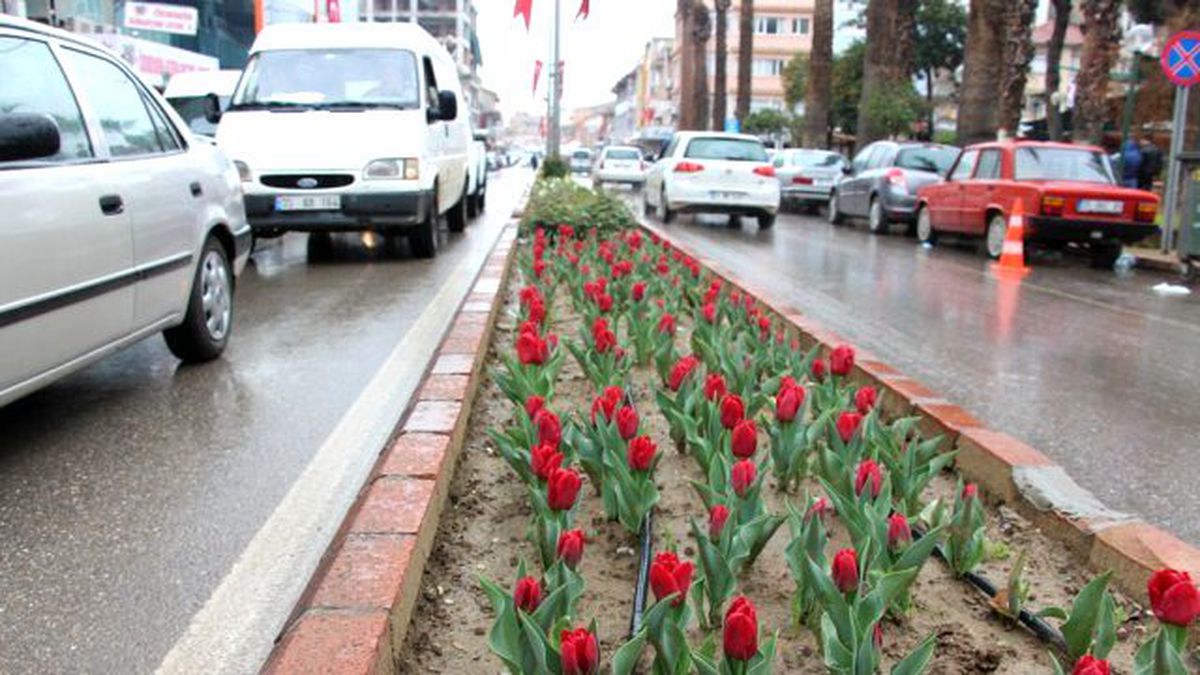 İstanbul\'un laleleri Ödemiş\'te açtı