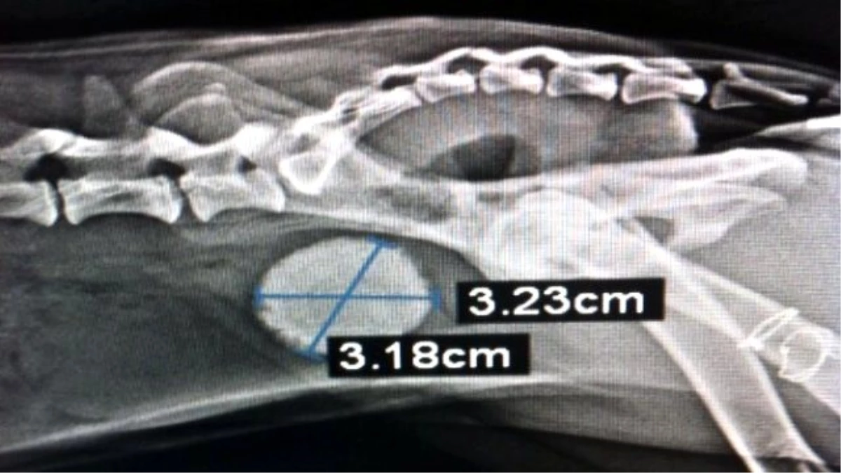 Köpeğin İdrar Kesesinden Taş Çıktı