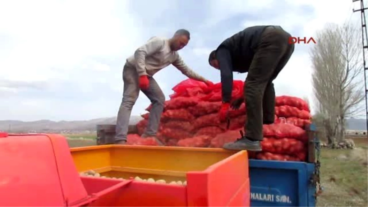 Sandıklı\'da Patates Üreticileri Sezona Umutlu Başladı