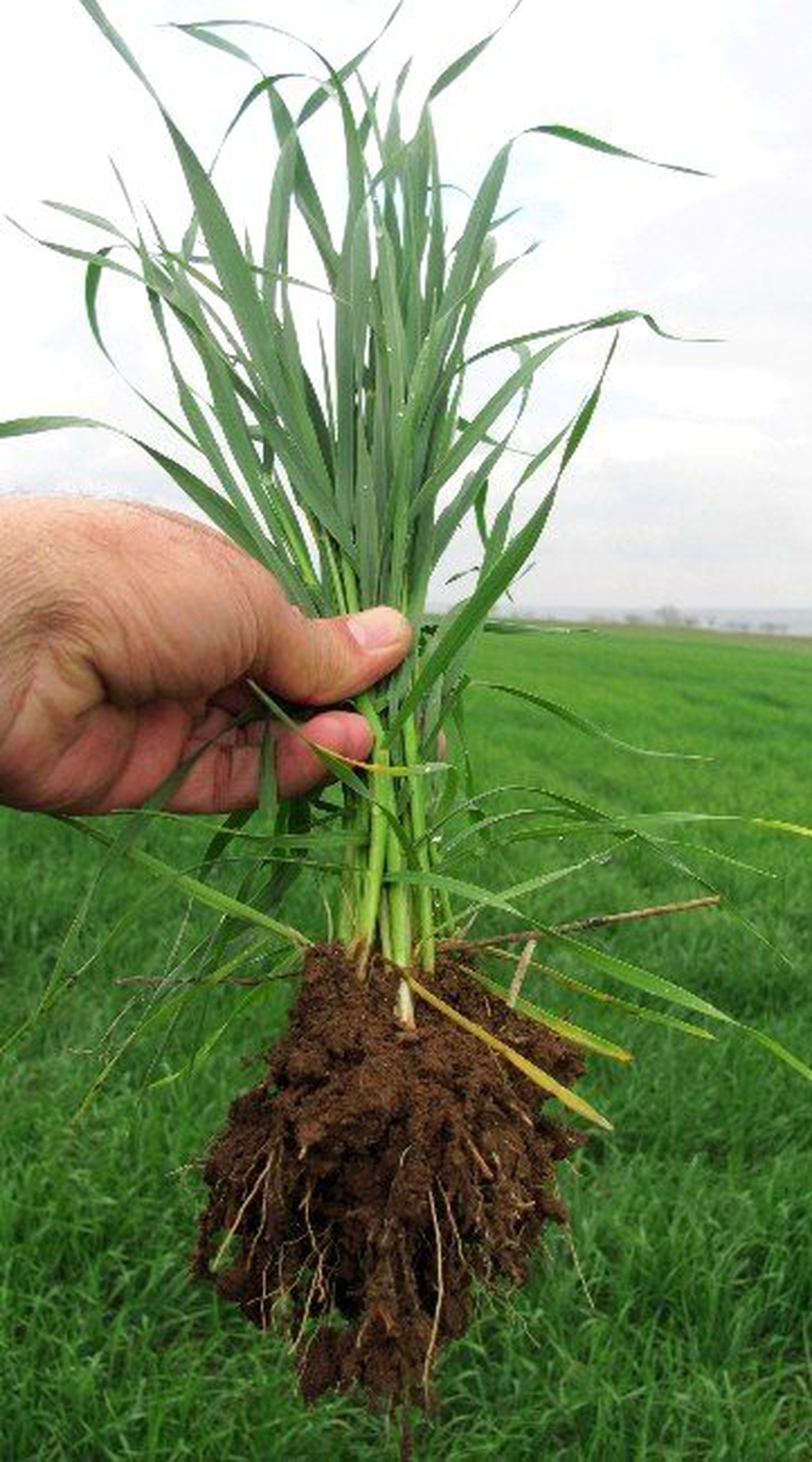 Yağmurları, Araban Ovası\'na Bereket Getirdi