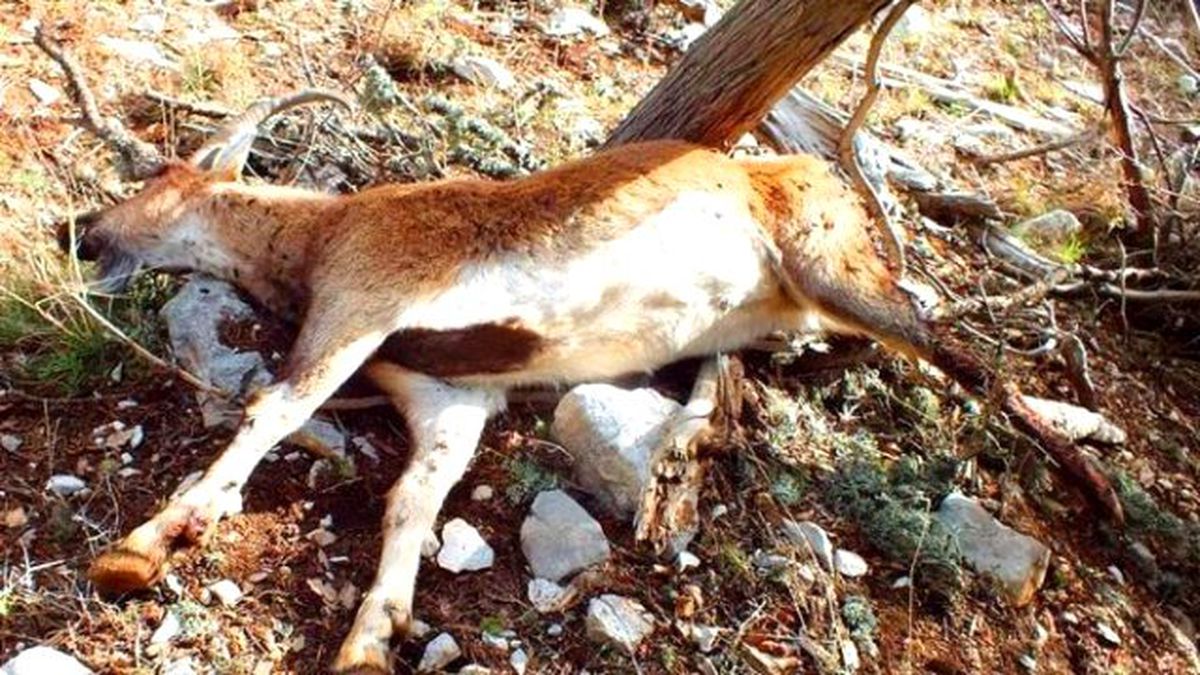 Antalya\'da Kaçak Avcı Vahşeti! Hamile Keçiye de Kıydılar