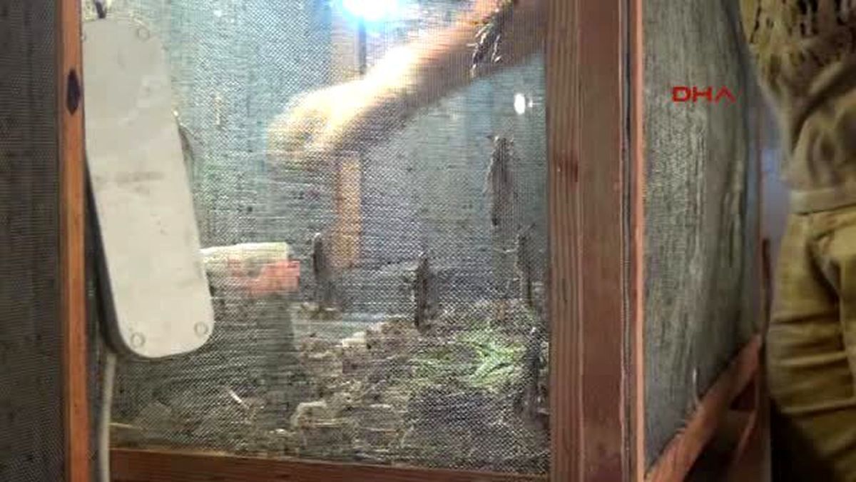 Hamam Böceği, Çekirge, Kurtçuk Üretip Satıyorlar