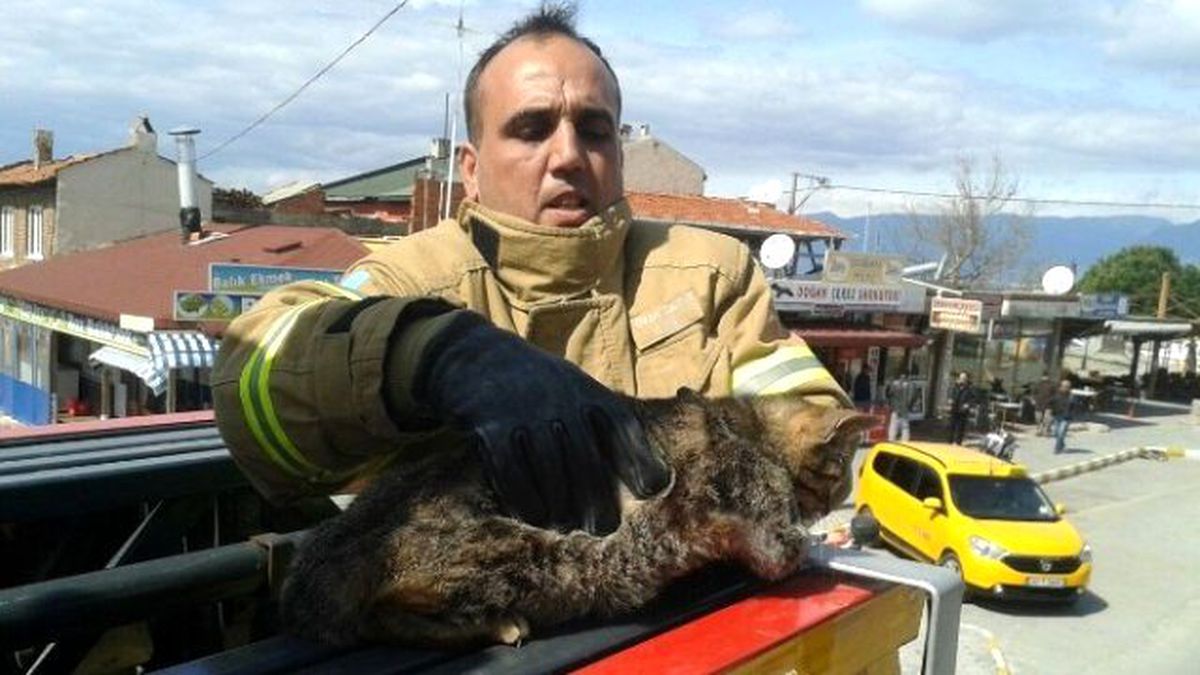 Burhaniye\'de Kedi Kurtarma Operasyonu