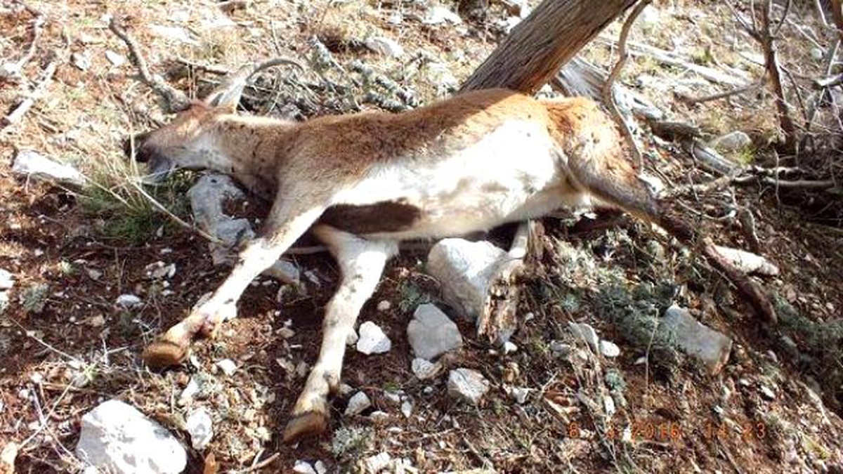 Kaçak Avcılar Bu Kez Gebe Yaban Keçisini Öldürdü