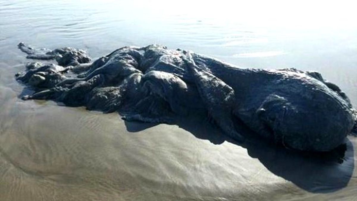 Meksika'da 4 Metrelik Deniz Canavarı Bulundu