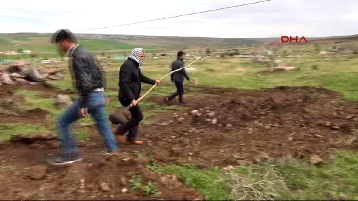 Şanlıurfa Evinin Önündeki Ağacı Kesti, Ceza Olarak 30 Fidan Dikti